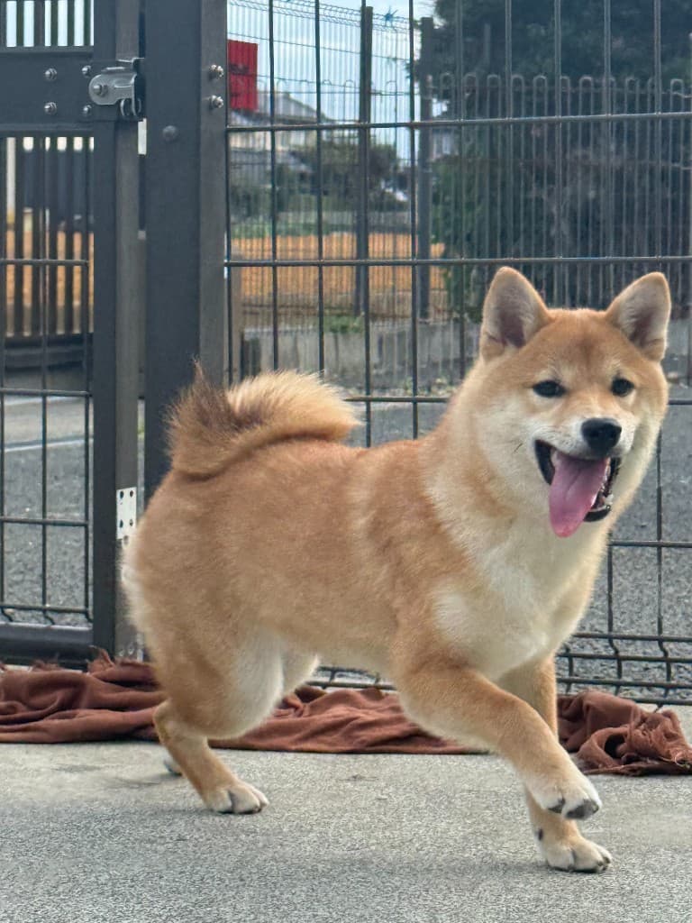 柴犬