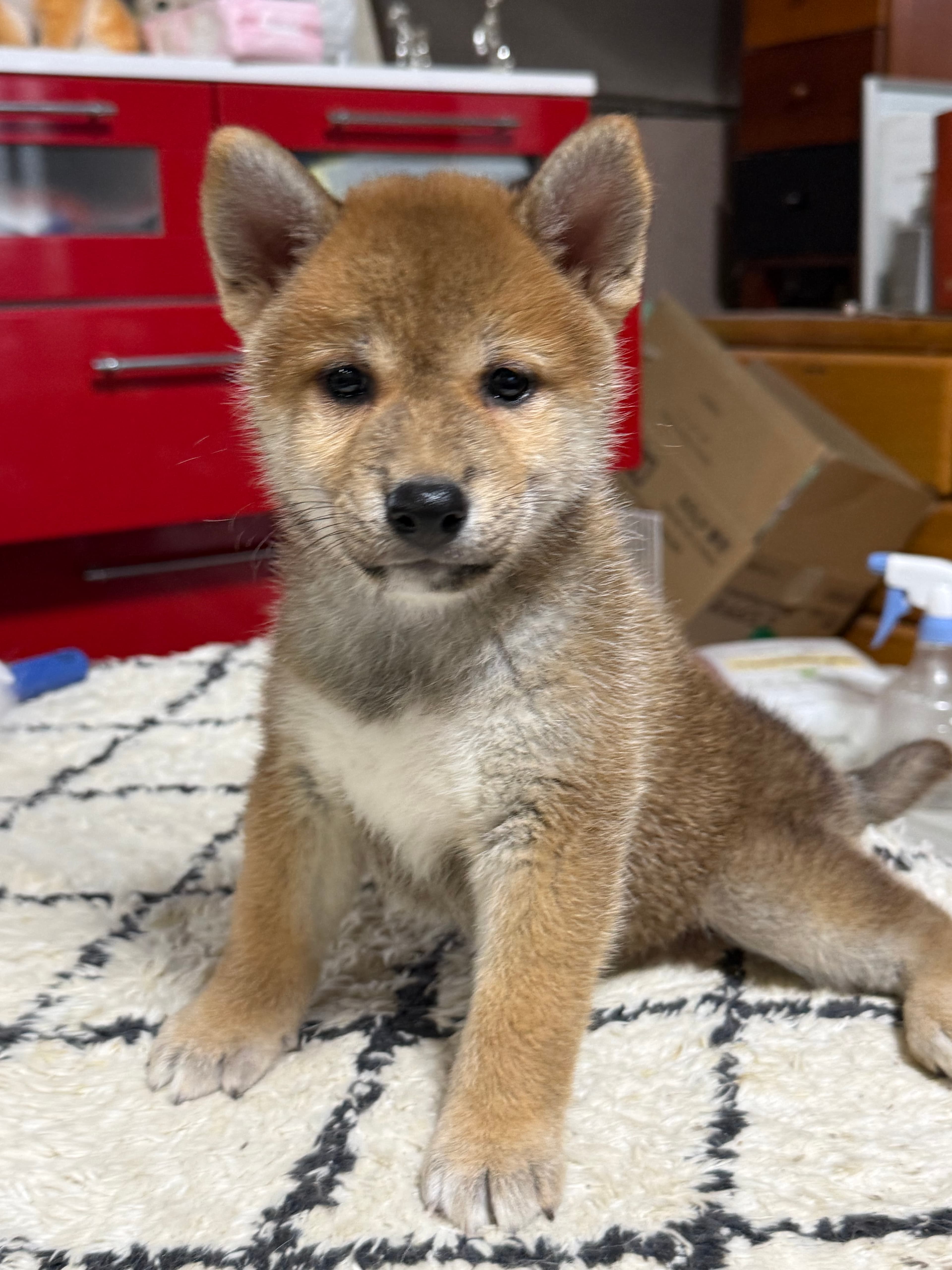 柴犬