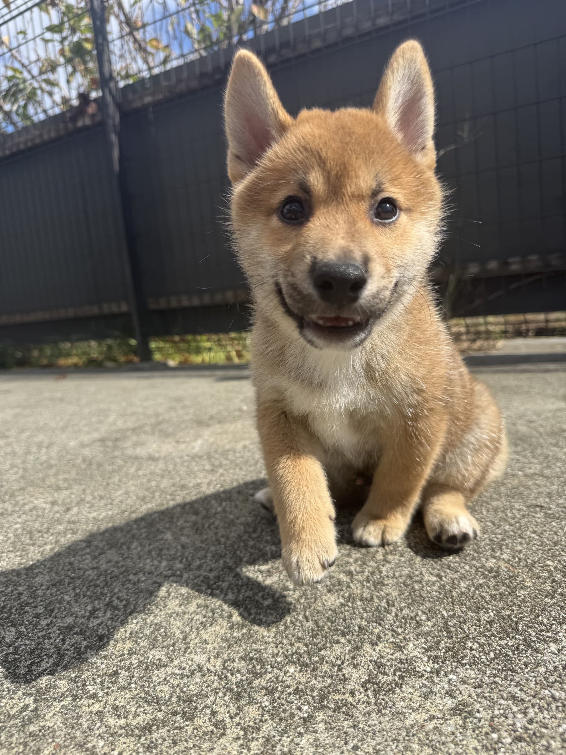 柴犬