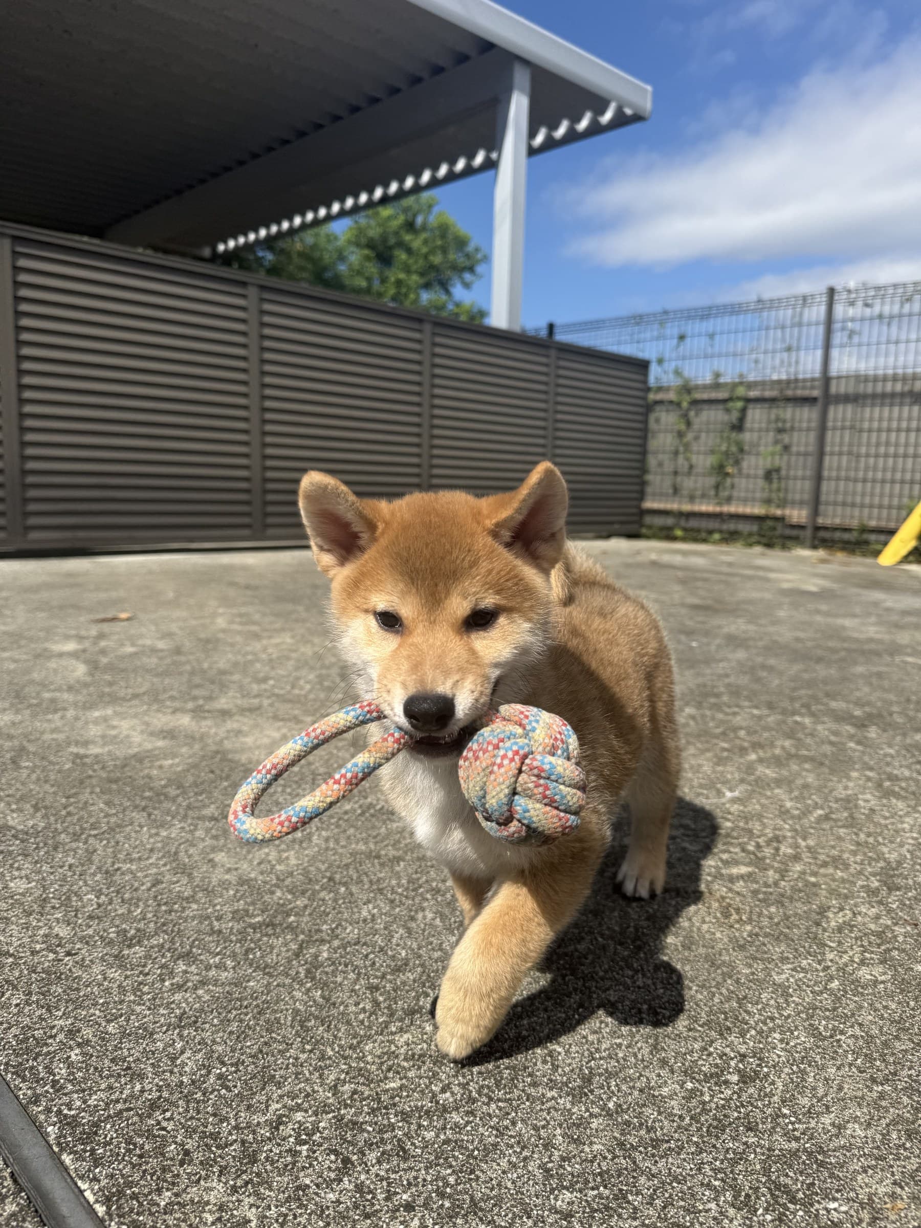 柴犬
