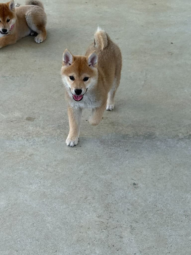 柴犬