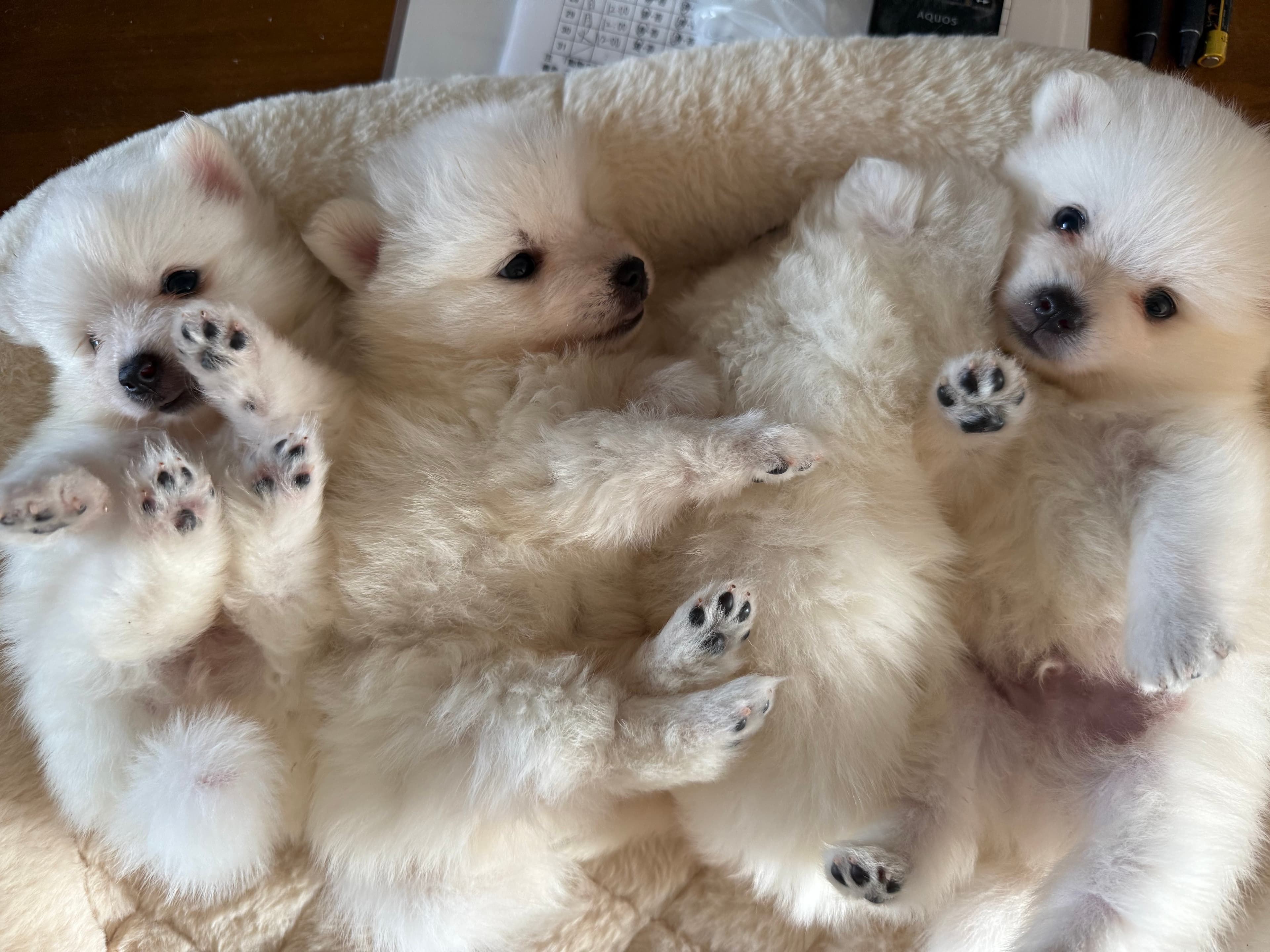 子犬販売
