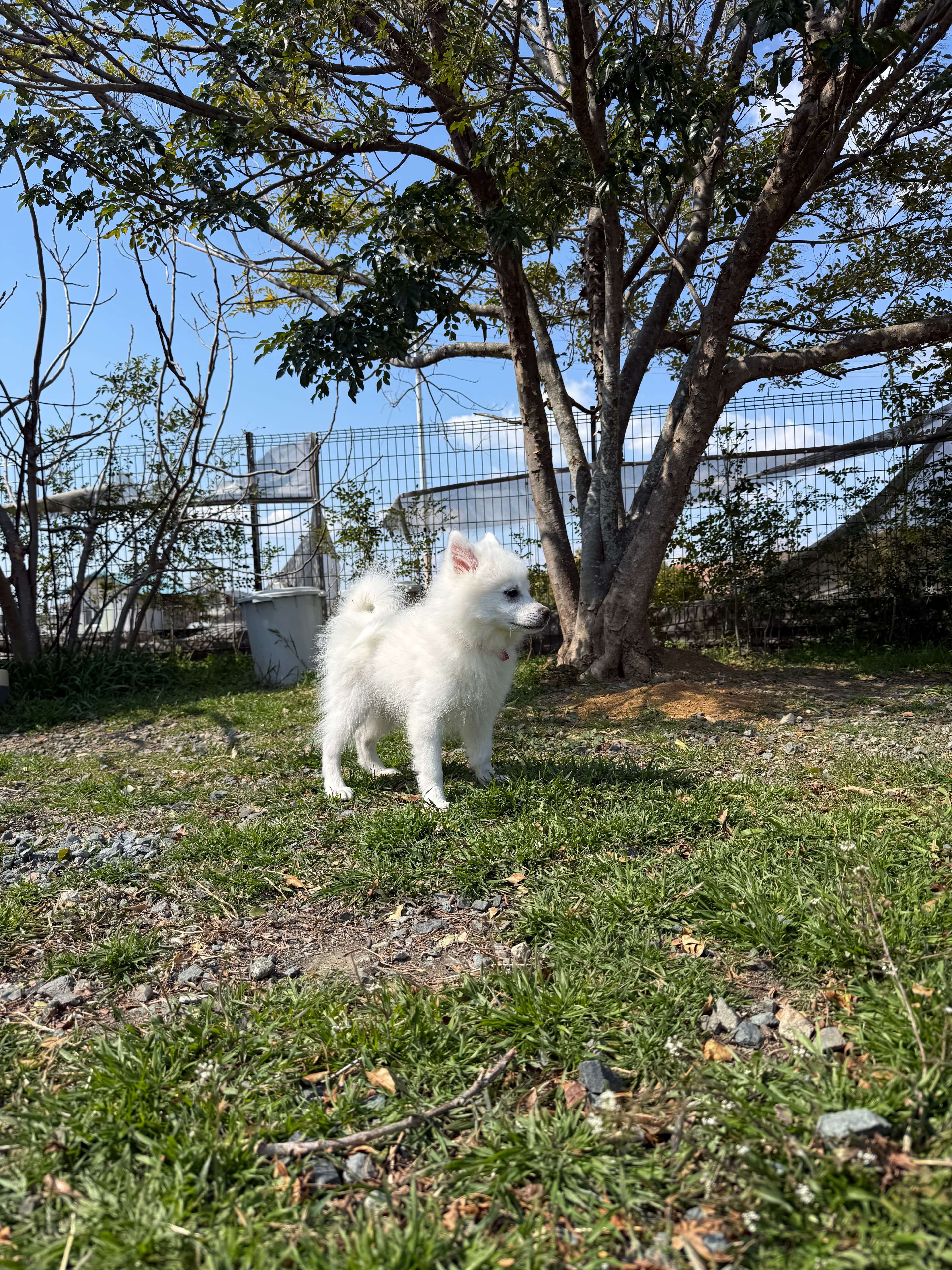 柴犬のポートレート
