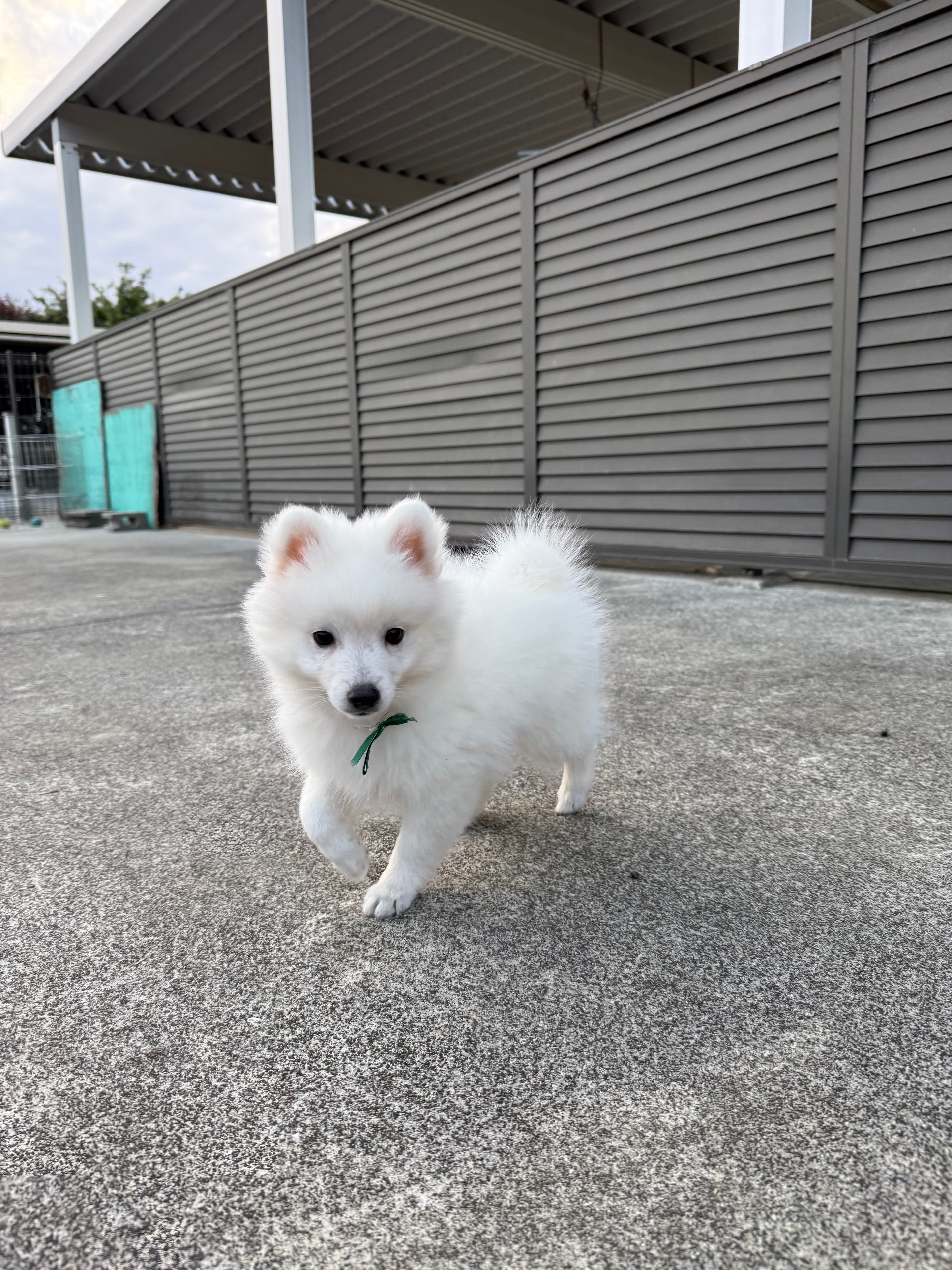 エーレンホーフの柴犬