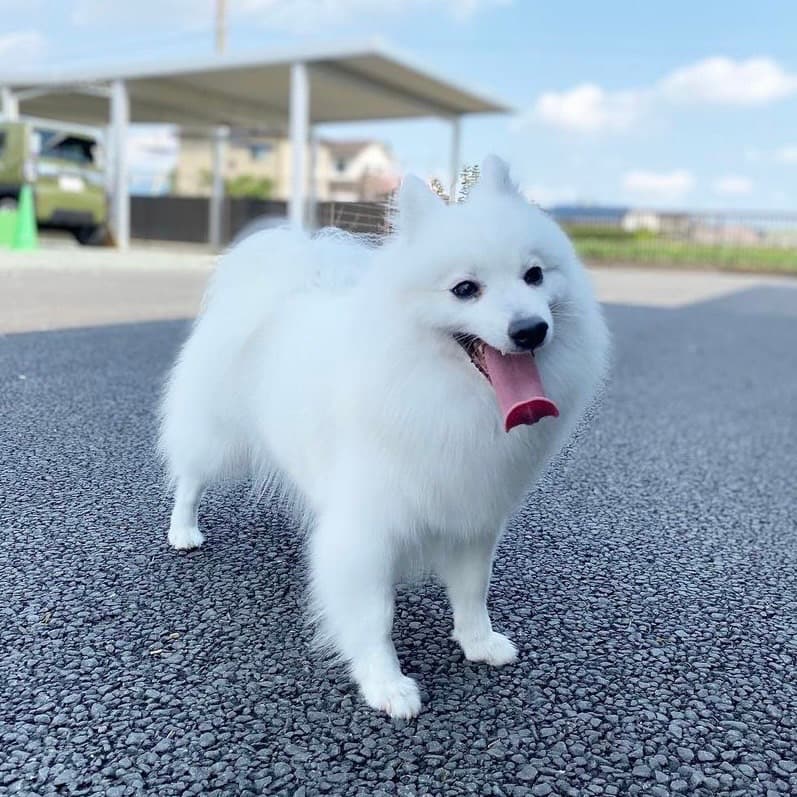 エーレンホーフの犬たちと未来へ